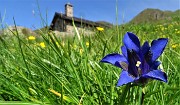 10  Genziana di Koch (Gentiana Kochiana) nei pascoli dei Piani dell'Avaro